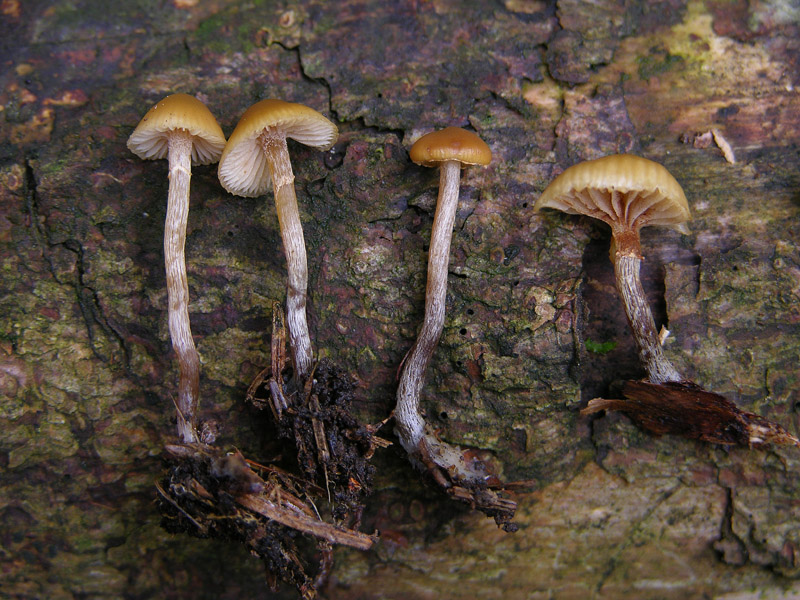 Galerina da determinare n38(2007)